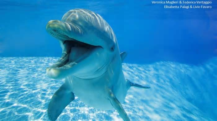 Dolphins 'smile' at each other when they play and to avoid misunderstanding, study finds