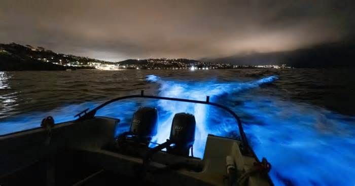 WATCH: Dolphins swim through neon blue bioluminescent waters off San Diego