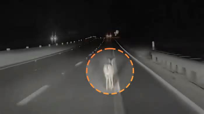 Watch Tesla’s ‘Full Self-Driving’ Just Flat Out Fail to See a Deer in the Road