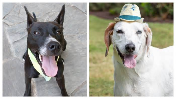 Dog best friends spent months in SC shelter. Now, they get a second chance — together