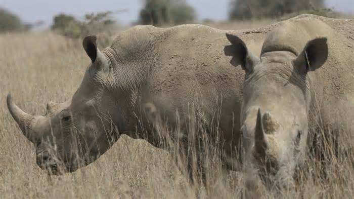 The number of rhinos is slightly up but poaching has increased too