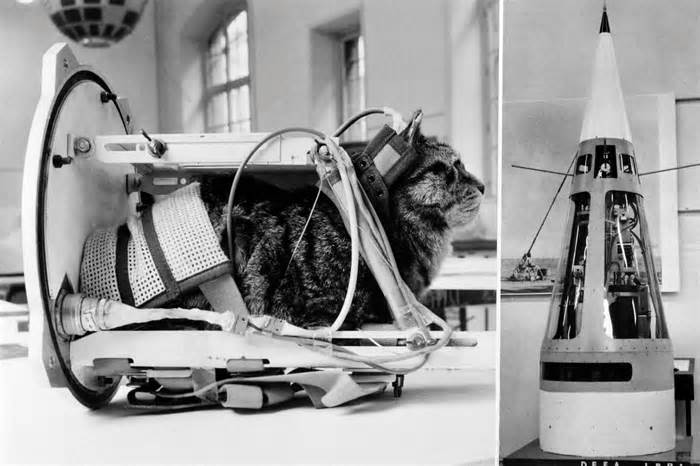 bizarre-history-of-cats-in-space