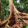 Digital twin for forests developed with help of new laser scan technology