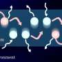 Entangled states enhance energy transfer in models of molecular systems