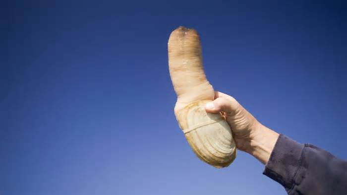 Pacific geoduck: The large, phallic clam that can live longer than 165 years