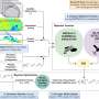 AI-powered oil spill prediction system can improve emergency response accuracy by up to 25%