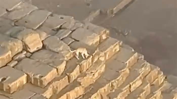 Dog spotted hanging out on top of ancient pyramid in Egypt