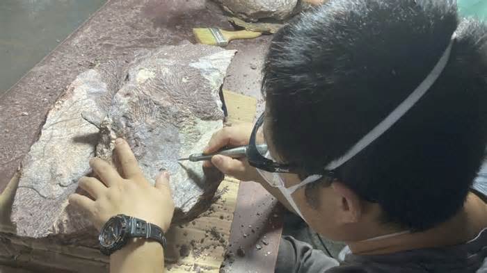 Hong Kong discovers dinosaur fossils for the first time