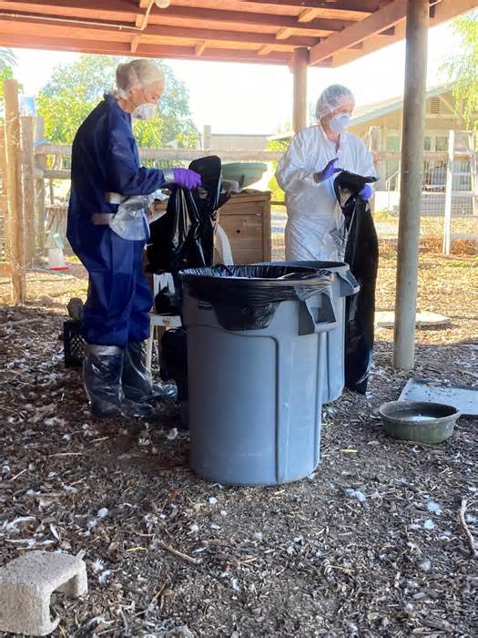 Avian flu reported in backyard Santa Rosa flock nearly year after start of deadly commercial outbreak in Sonoma County