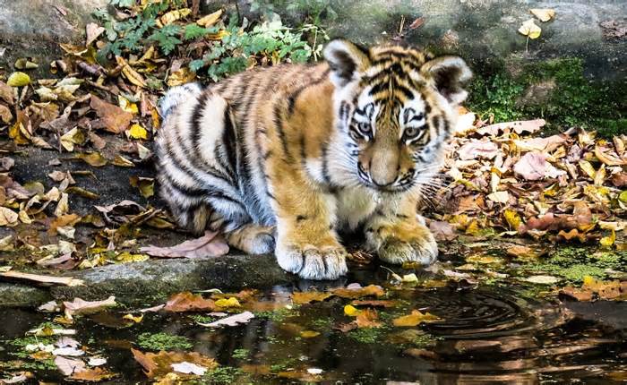 5-Month-Old Tiger Cub Dies After Being Struck By Vehicle In Tamil Nadu